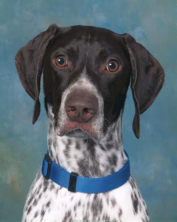/Images/uploads/Southeast German Shorthaired Pointer Rescue/segspcalendarcontest/entries/31209thumb.jpg